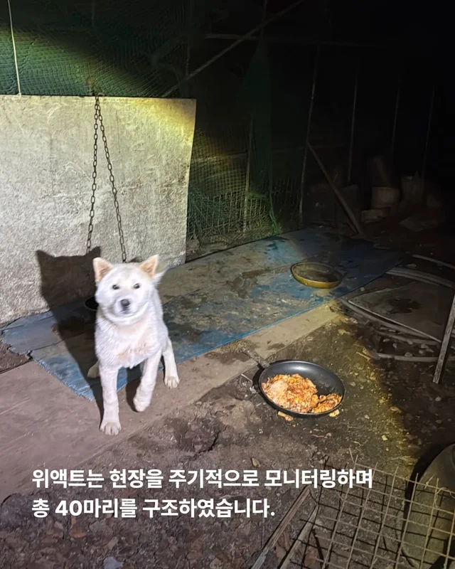성남불법개농장 현장 사진