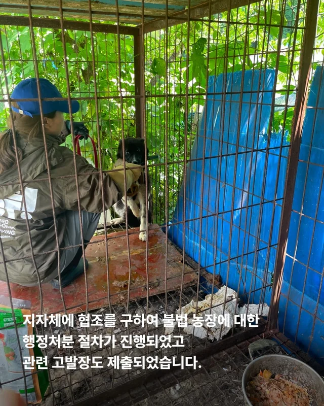 성남불법개농장 현장 사진