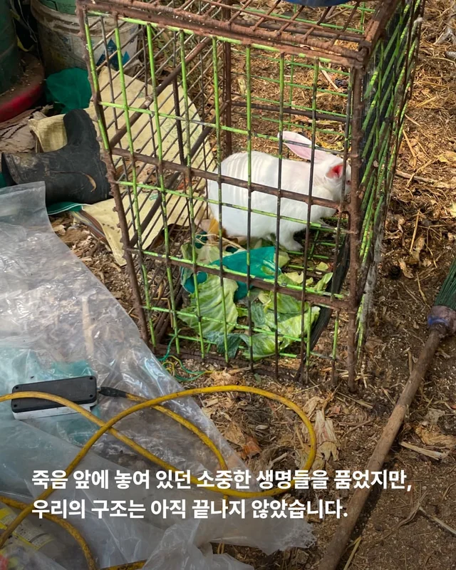 성남불법개농장 현장 사진