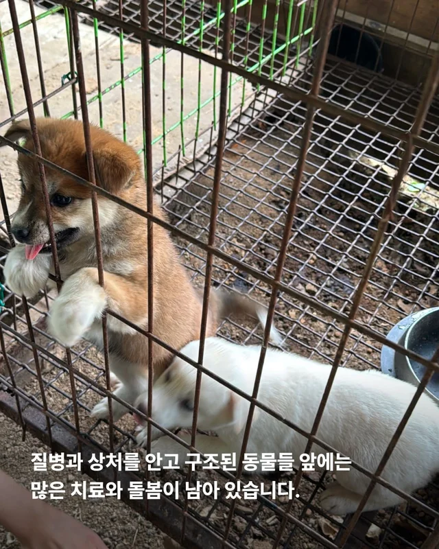 성남불법개농장 현장 사진