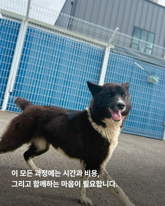 성남불법개농장 현장 사진