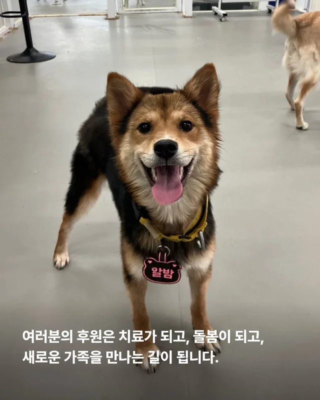 성남불법개농장 현장 사진