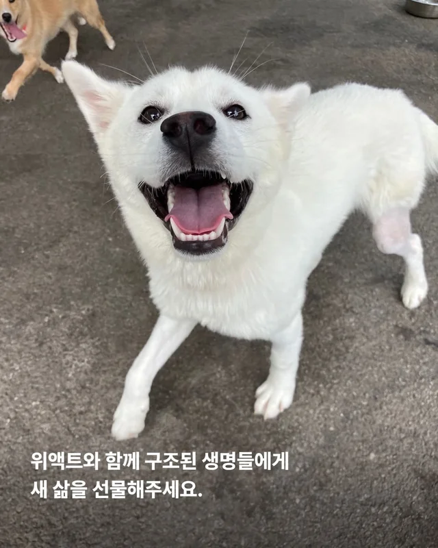 성남불법개농장 현장 사진