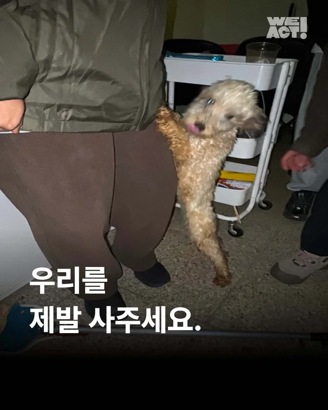 우리를 제발 사주세요. #평택펫숍방치견 현장 사진
