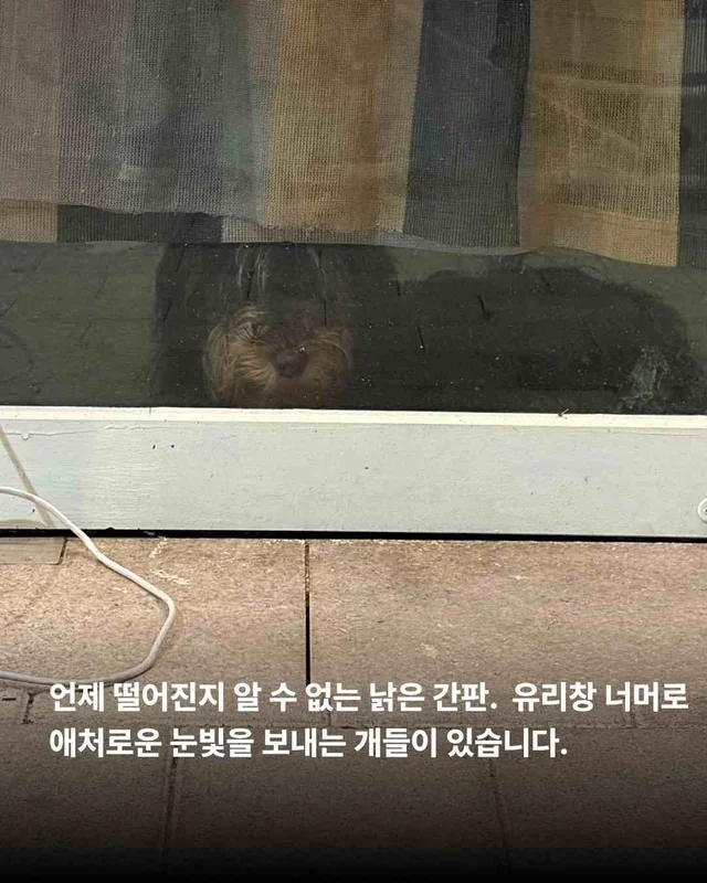 우리를 제발 사주세요. #평택펫숍방치견 현장 사진