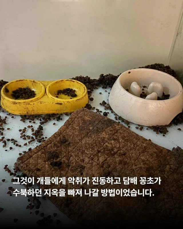 우리를 제발 사주세요. #평택펫숍방치견 현장 사진