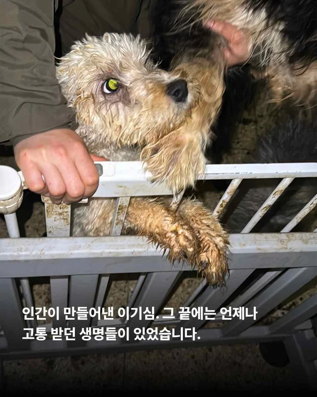 우리를 제발 사주세요. #평택펫숍방치견 현장 사진