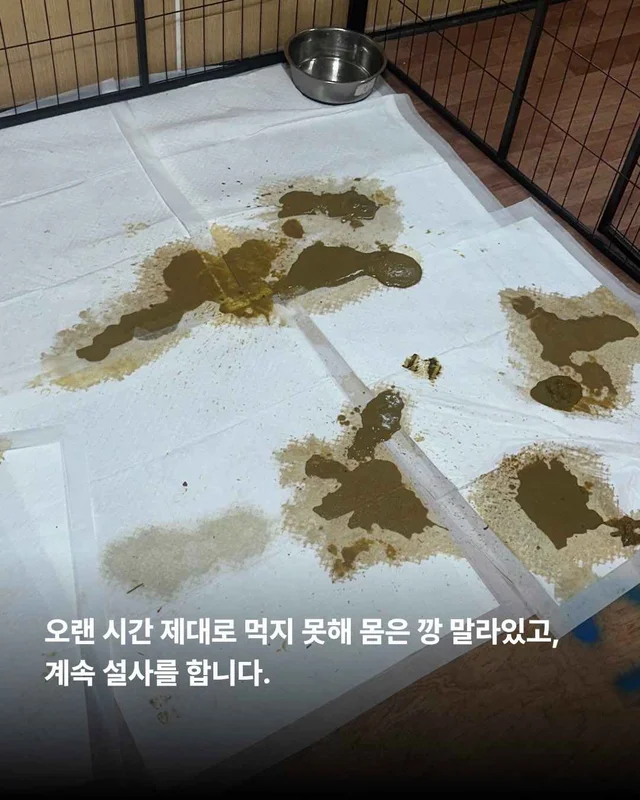 우리를 제발 사주세요. #평택펫숍방치견 현장 사진