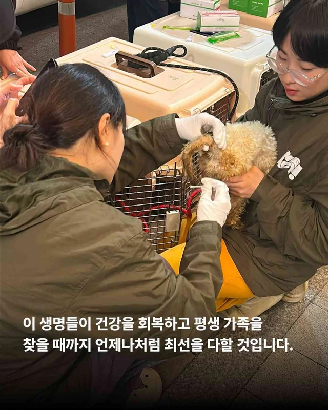 우리를 제발 사주세요. #평택펫숍방치견 현장 사진