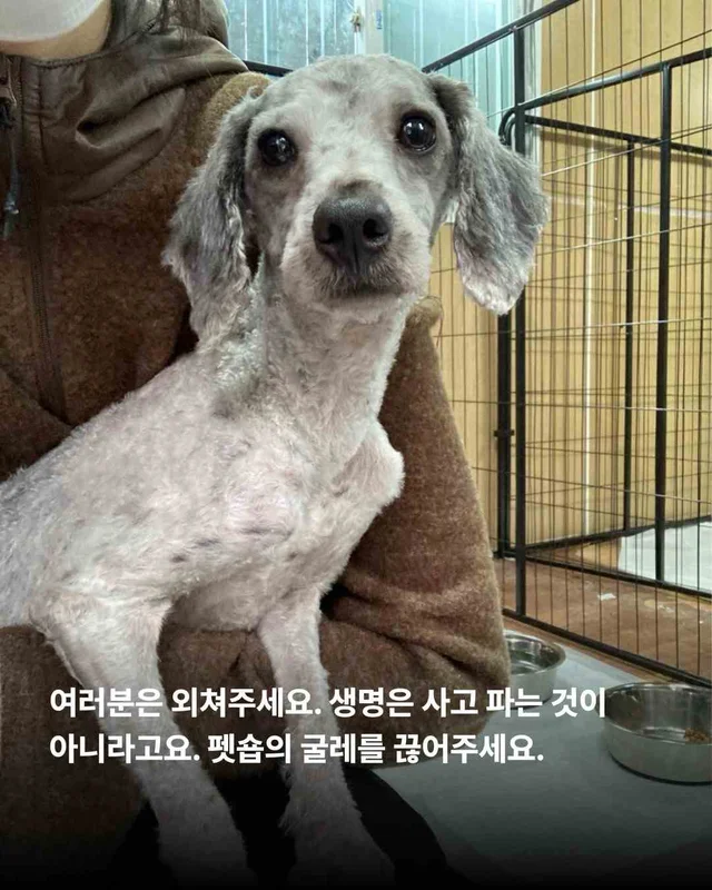 우리를 제발 사주세요. #평택펫숍방치견 현장 사진