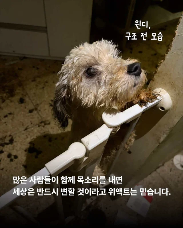 우리를 제발 사주세요. #평택펫숍방치견 현장 사진