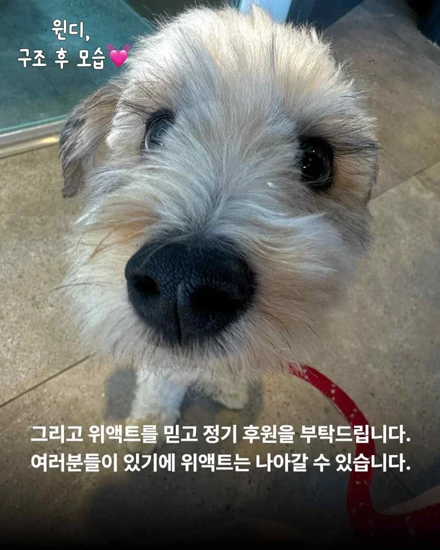 우리를 제발 사주세요. #평택펫숍방치견 현장 사진