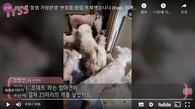 '구조됐던 새끼가 또?' 끊이.. 보도 사진
