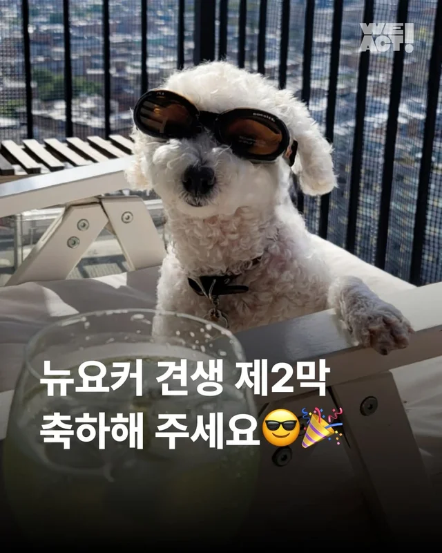 뉴요커 견생 제 2막, 축하해주세요 !! 현장 사진