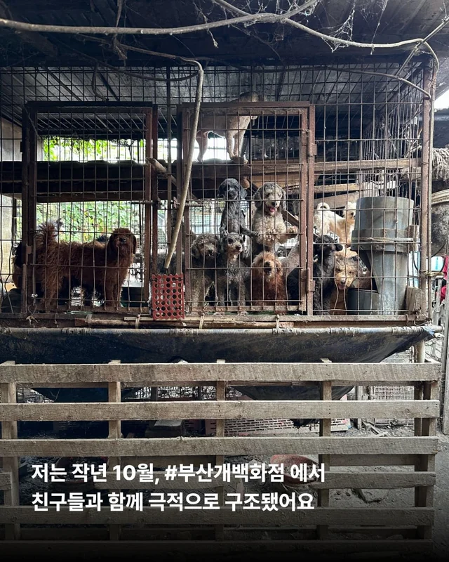 뉴요커 견생 제 2막, 축하해주세요 !! 현장 사진