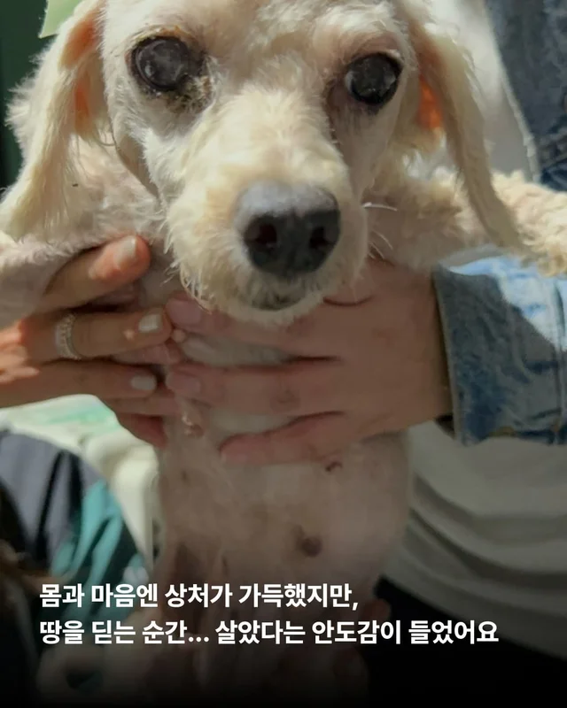 뉴요커 견생 제 2막, 축하해주세요 !! 현장 사진