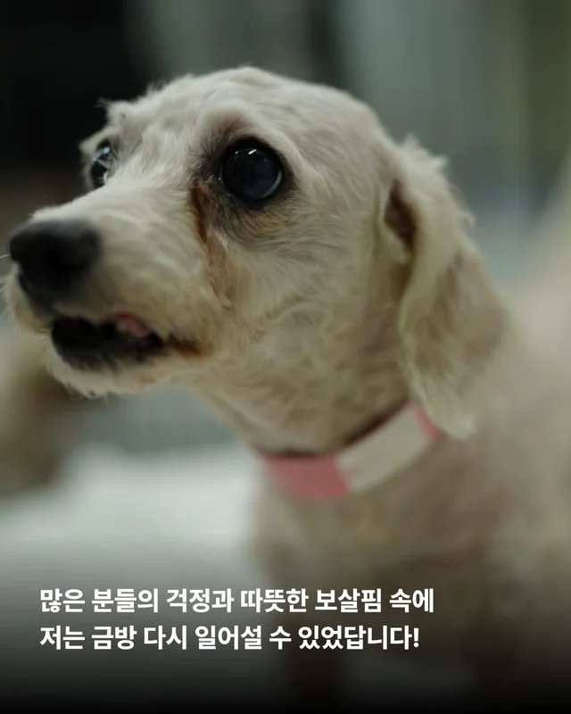 뉴요커 견생 제 2막, 축하해주세요 !! 현장 사진
