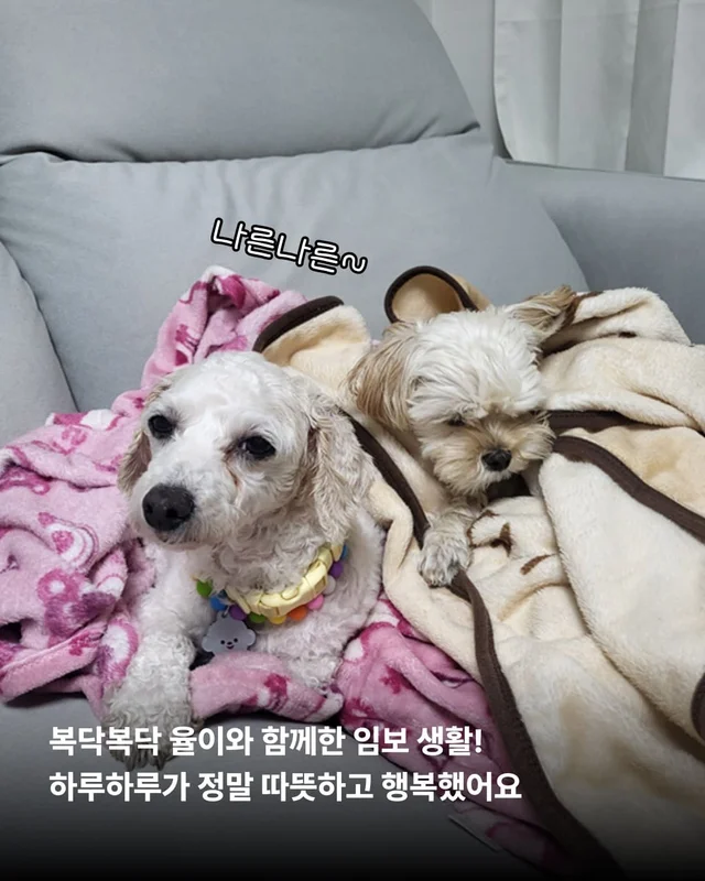 뉴요커 견생 제 2막, 축하해주세요 !! 현장 사진