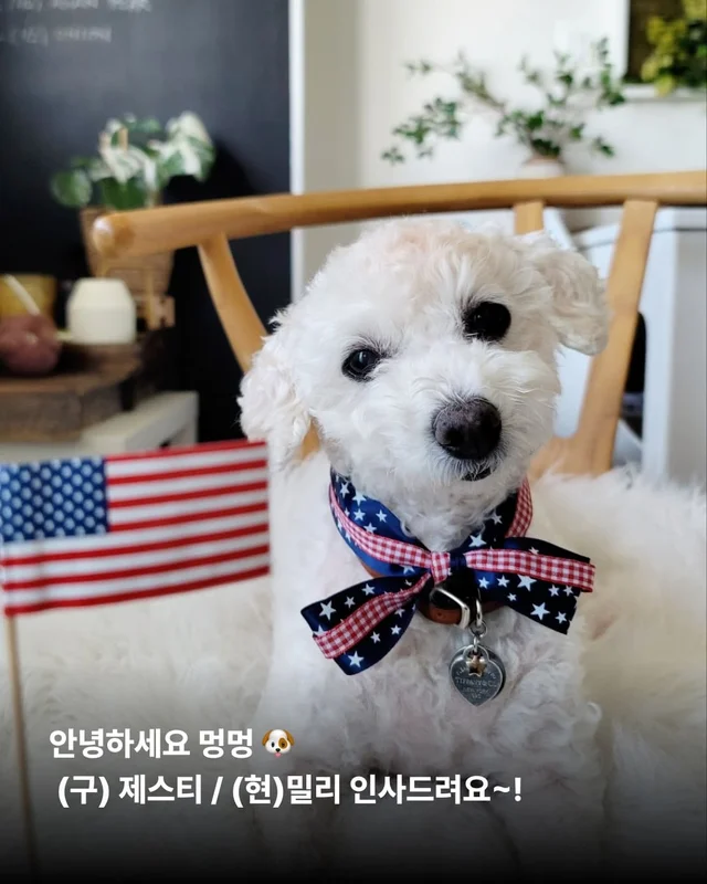 뉴요커 견생 제 2막, 축하해주세요 !! 현장 사진