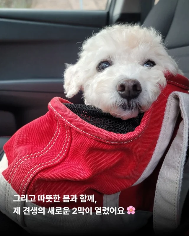 뉴요커 견생 제 2막, 축하해주세요 !! 현장 사진