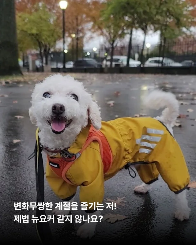 뉴요커 견생 제 2막, 축하해주세요 !! 현장 사진