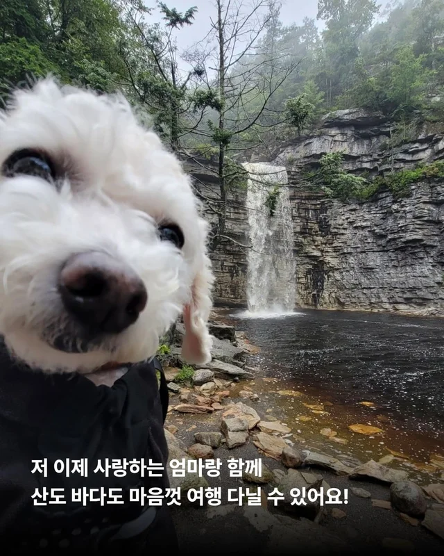 뉴요커 견생 제 2막, 축하해주세요 !! 현장 사진
