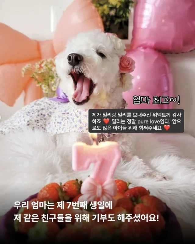 뉴요커 견생 제 2막, 축하해주세요 !! 현장 사진