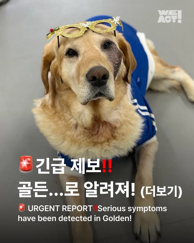 긴급 골든에게...로 알려져(더보기) 현장 사진