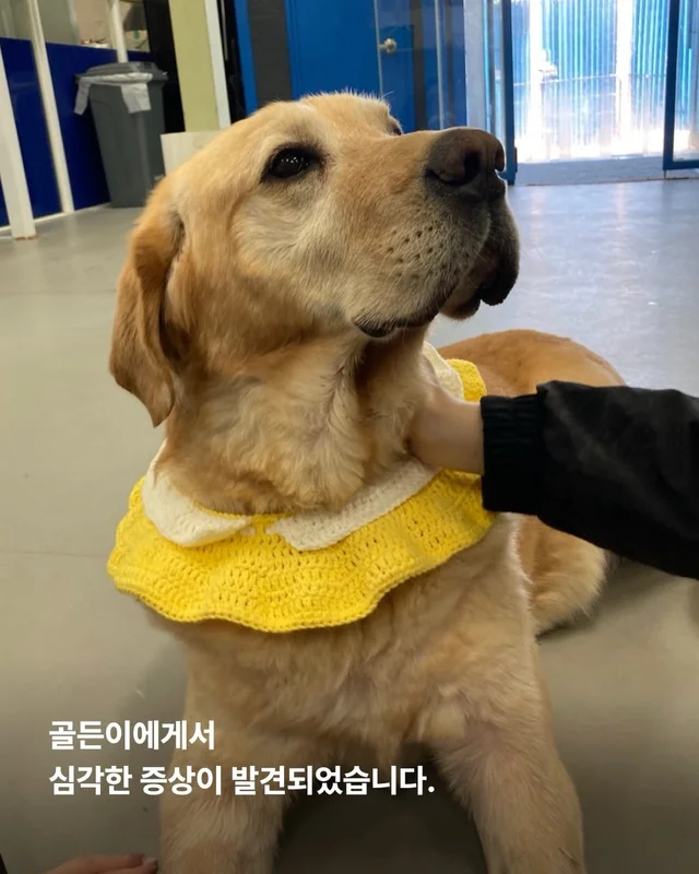 긴급 골든에게...로 알려져(더보기) 현장 사진