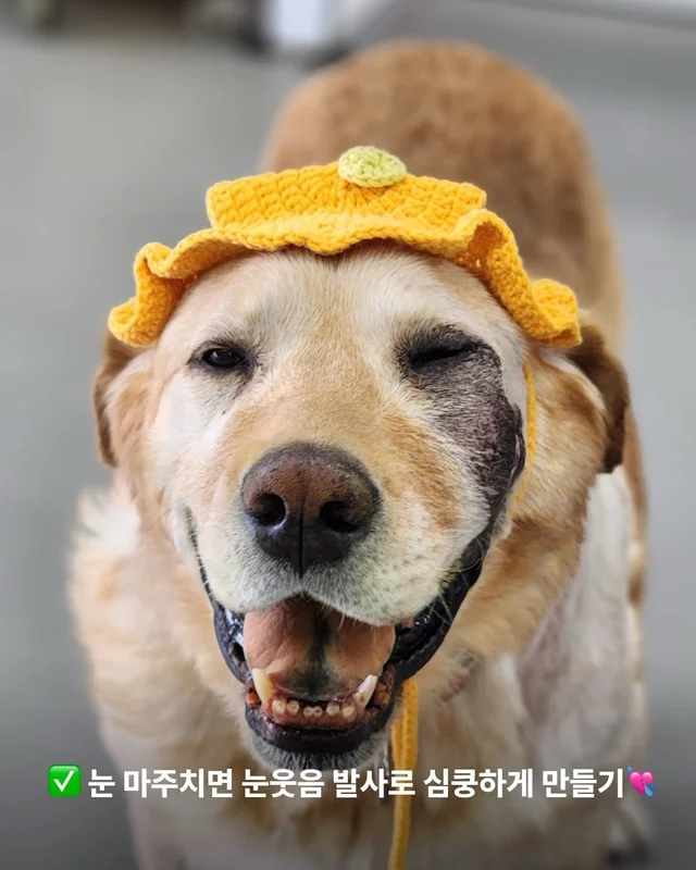 긴급 골든에게...로 알려져(더보기) 현장 사진