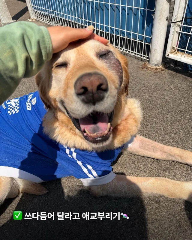 긴급 골든에게...로 알려져(더보기) 현장 사진