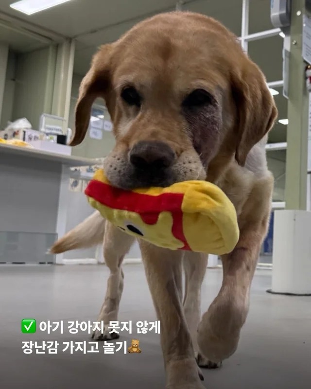 긴급 골든에게...로 알려져(더보기) 현장 사진