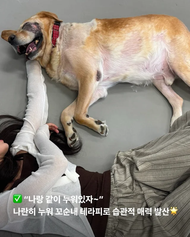 긴급 골든에게...로 알려져(더보기) 현장 사진