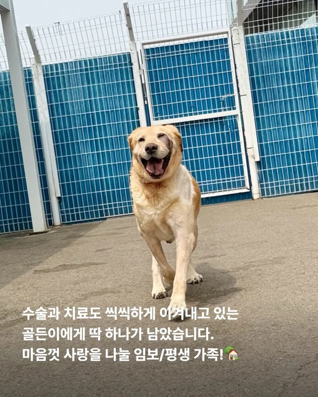 긴급 골든에게...로 알려져(더보기) 현장 사진
