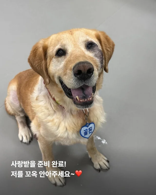 긴급 골든에게...로 알려져(더보기) 현장 사진