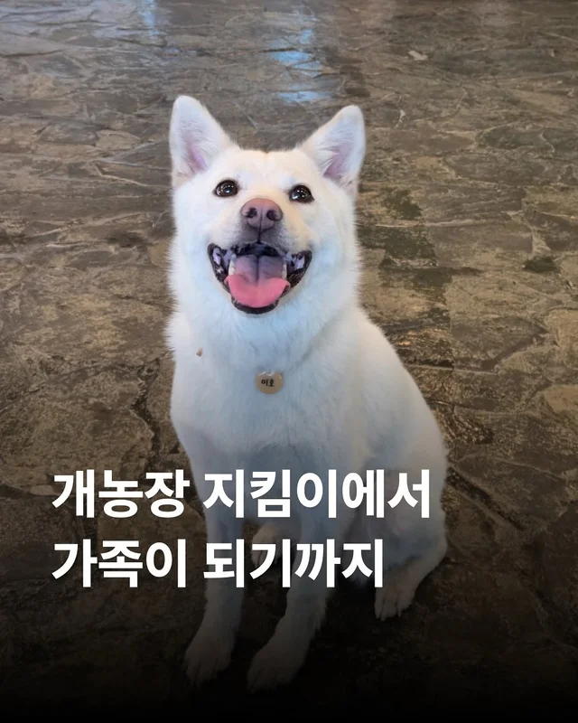 동해유기견개농장 - 위액트 미호 현장 사진