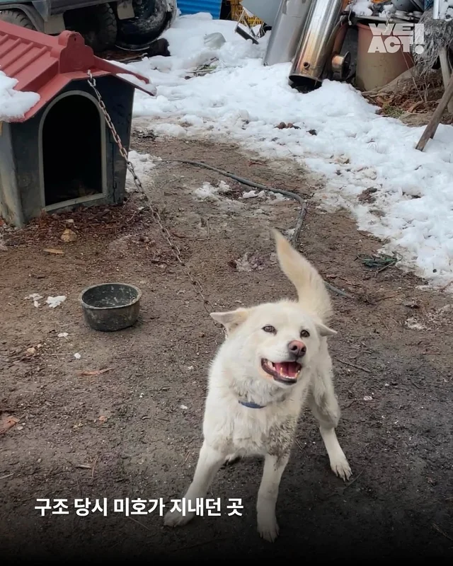 동해유기견개농장 - 위액트 미호 현장 사진