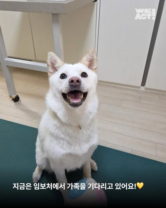 동해유기견개농장 - 위액트 미호 현장 사진