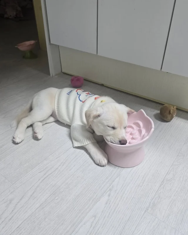 알레르기보다 더 큰 사랑 현장 사진