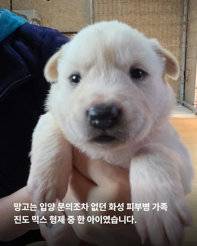 알레르기보다 더 큰 사랑 현장 사진