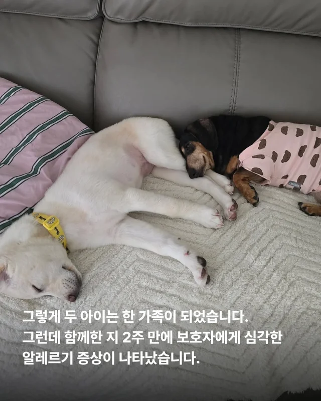 알레르기보다 더 큰 사랑 현장 사진