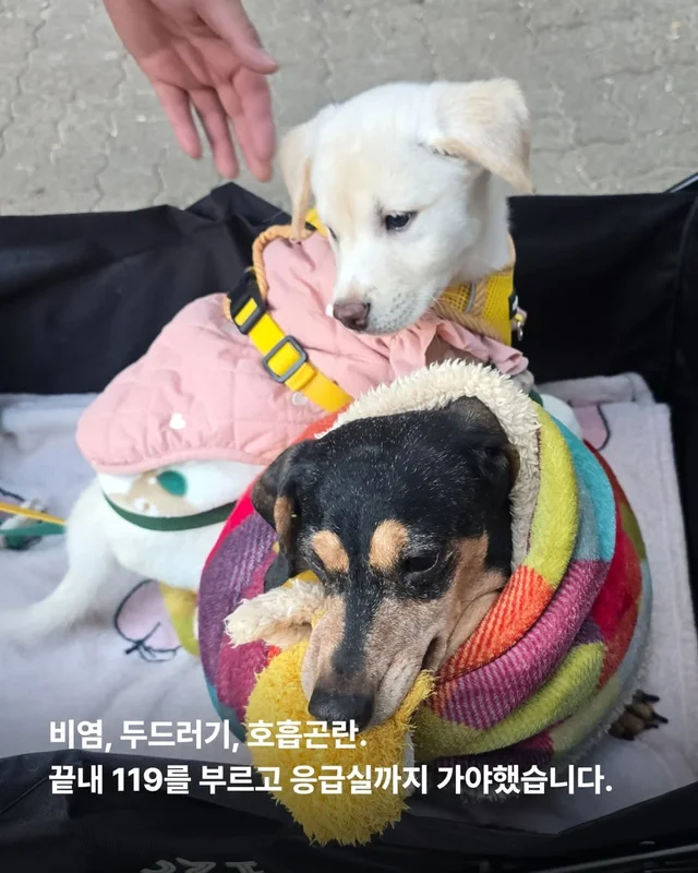 알레르기보다 더 큰 사랑 현장 사진