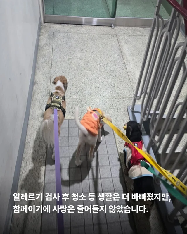 알레르기보다 더 큰 사랑 현장 사진