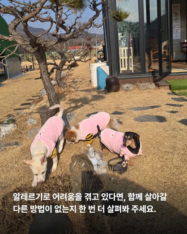 알레르기보다 더 큰 사랑 현장 사진