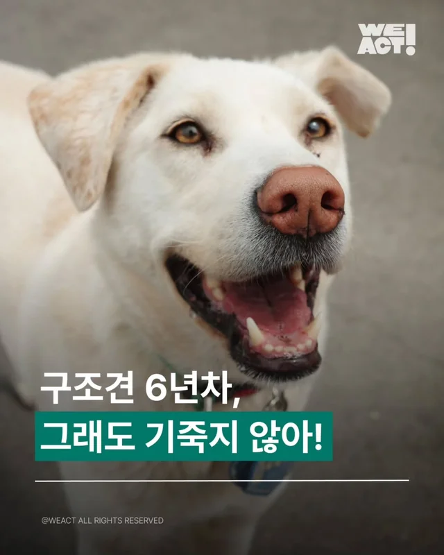 시흥개농장 - 위액트 윌리스 현장 사진