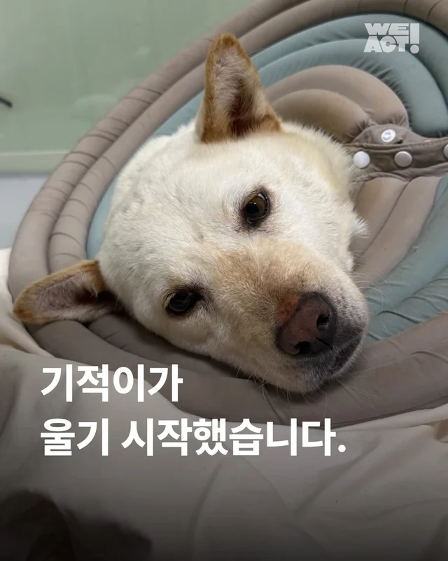 기적이가 울기 시작했습니다 현장 사진
