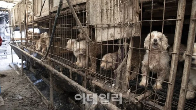 번식 지옥 속 실명에 탈장까지…20년간 눈감아 준 부.. 보도 사진