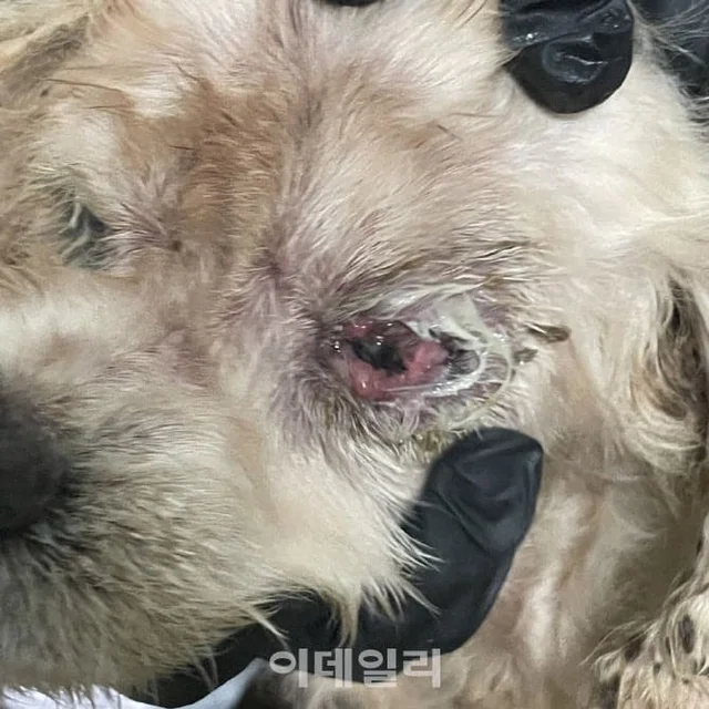번식 지옥 속 실명에 탈장까지…20년간 눈감아 준 부.. 보도 사진