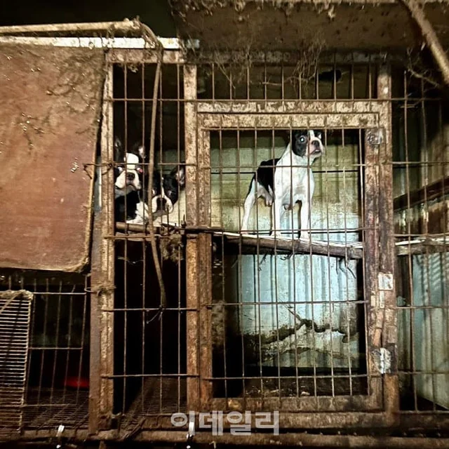 번식 지옥 속 실명에 탈장까지…20년간 눈감아 준 부.. 보도 사진