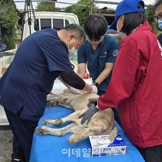 번식 지옥 속 실명에 탈장까지…20년간 눈감아 준 부.. 보도 사진